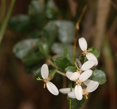 Olearia myrsinoides