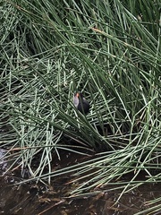 Gallinula tenebrosa