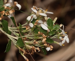 Olearia myrsinoides