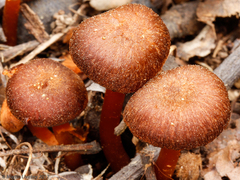 Hygrophorus cokeri