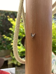 Acanthonevroides basalis