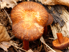 Hygrophorus cokeri