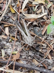 Trilophidia annulata