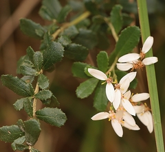 Olearia myrsinoides