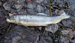 Catostomus macrocheilus