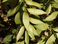 Ruscus hypophyllum