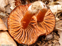 Hygrophorus cokeri