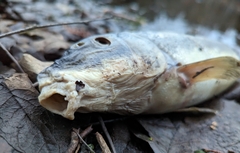 Catostomus macrocheilus