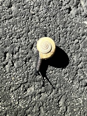 Cahuillus indioensis