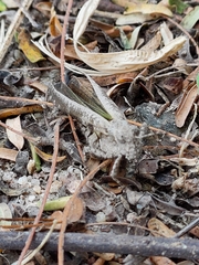 Trilophidia annulata