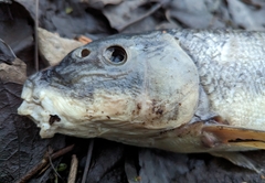 Catostomus macrocheilus