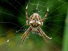Backobourkia brouni