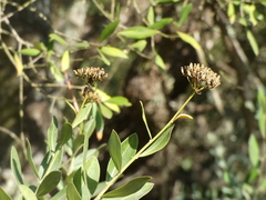 Bupleurum fruticosum