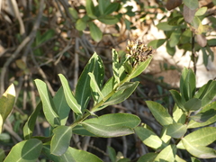 Bupleurum fruticosum