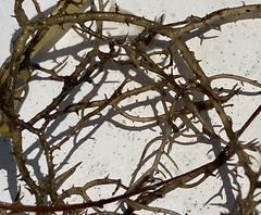 Acanthophora spicifera