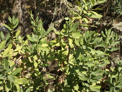 Bupleurum fruticosum