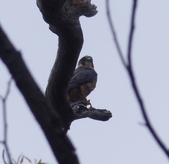 Falco longipennis
