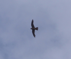 Falco longipennis