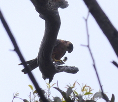 Falco longipennis