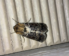 Proteuxoa sanguinipuncta