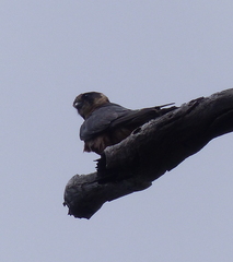 Falco longipennis