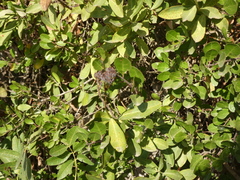 Bupleurum fruticosum