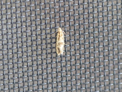 Crocidosema plebejana