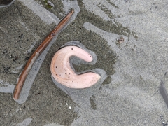 Heterothyone ocnoides