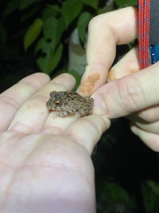 Oreobates quixensis