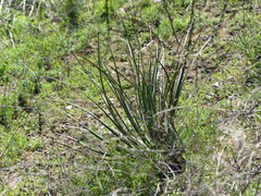 Hesperoyucca whipplei
