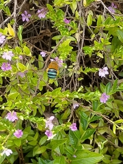 Amegilla cingulata