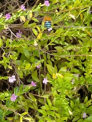 Amegilla cingulata