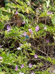 Amegilla cingulata