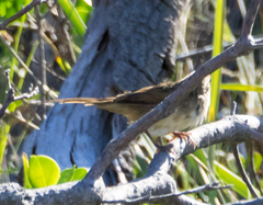 Cincloramphus timoriensis