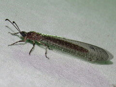 Bandidus cornutus