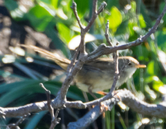 Cincloramphus timoriensis