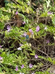Amegilla cingulata