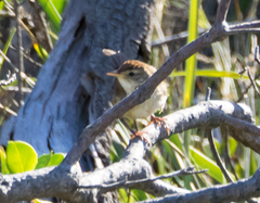 Cincloramphus timoriensis