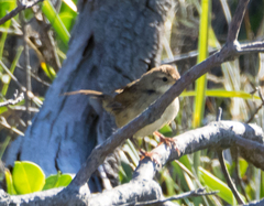 Cincloramphus timoriensis