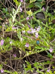 Amegilla cingulata