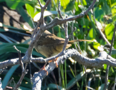 Cincloramphus timoriensis