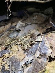 Oreobates quixensis