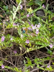 Amegilla cingulata