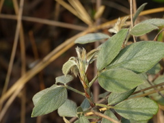 Dendrolobium triangulare