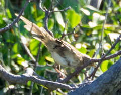 Cincloramphus timoriensis