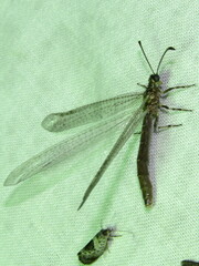 Bandidus cornutus