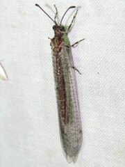 Bandidus cornutus