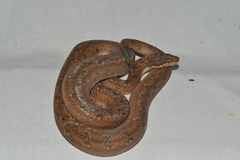 Tropidophis melanurus