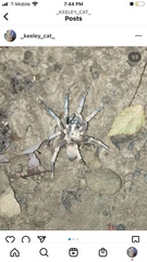 Calisoga longitarsis