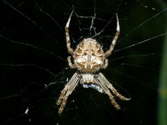 Backobourkia brouni